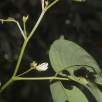 Dendrolobium umbellatum (L.) Benth.